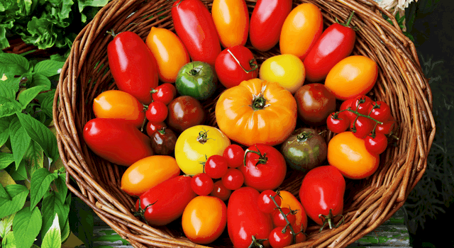 トマトの品種